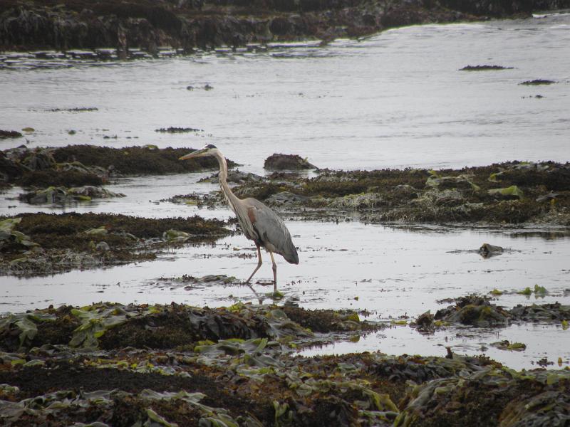 P6182051 Fitzgerald Reserve.JPG